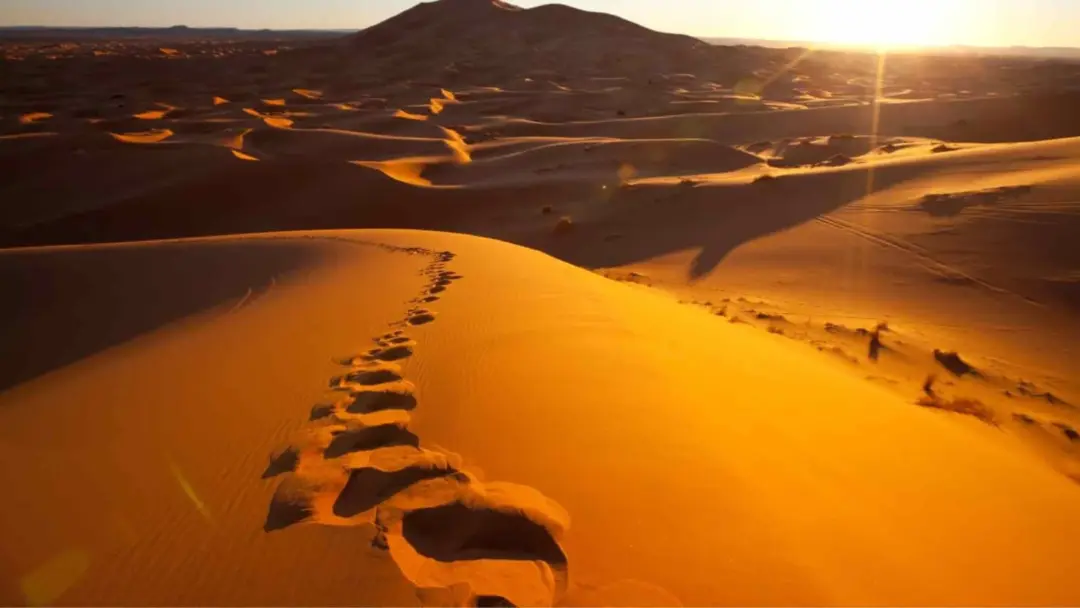 Dubai Desert Safari
